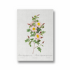 Rosa pimpinellifolia, also known as Burnet Rose (Rosa pimpinelli-folia inermis) from Les Roses (1817–1824) by Pierre-Joseph Redouté Botanical Wall Art