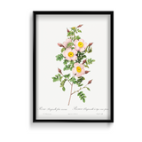 Rosa pimpinellifolia, also known as Burnet Rose (Rosa pimpinelli-folia inermis) from Les Roses (1817–1824) by Pierre-Joseph Redouté Botanical Wall Art