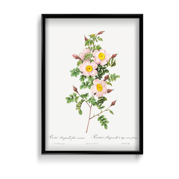 Rosa pimpinellifolia, also known as Burnet Rose (Rosa pimpinelli-folia inermis) from Les Roses (1817–1824) by Pierre-Joseph Redouté Botanical Wall Art