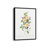 Rosa pimpinellifolia, also known as Burnet Rose (Rosa pimpinelli-folia inermis) from Les Roses (1817–1824) by Pierre-Joseph Redouté Botanical Wall Art
