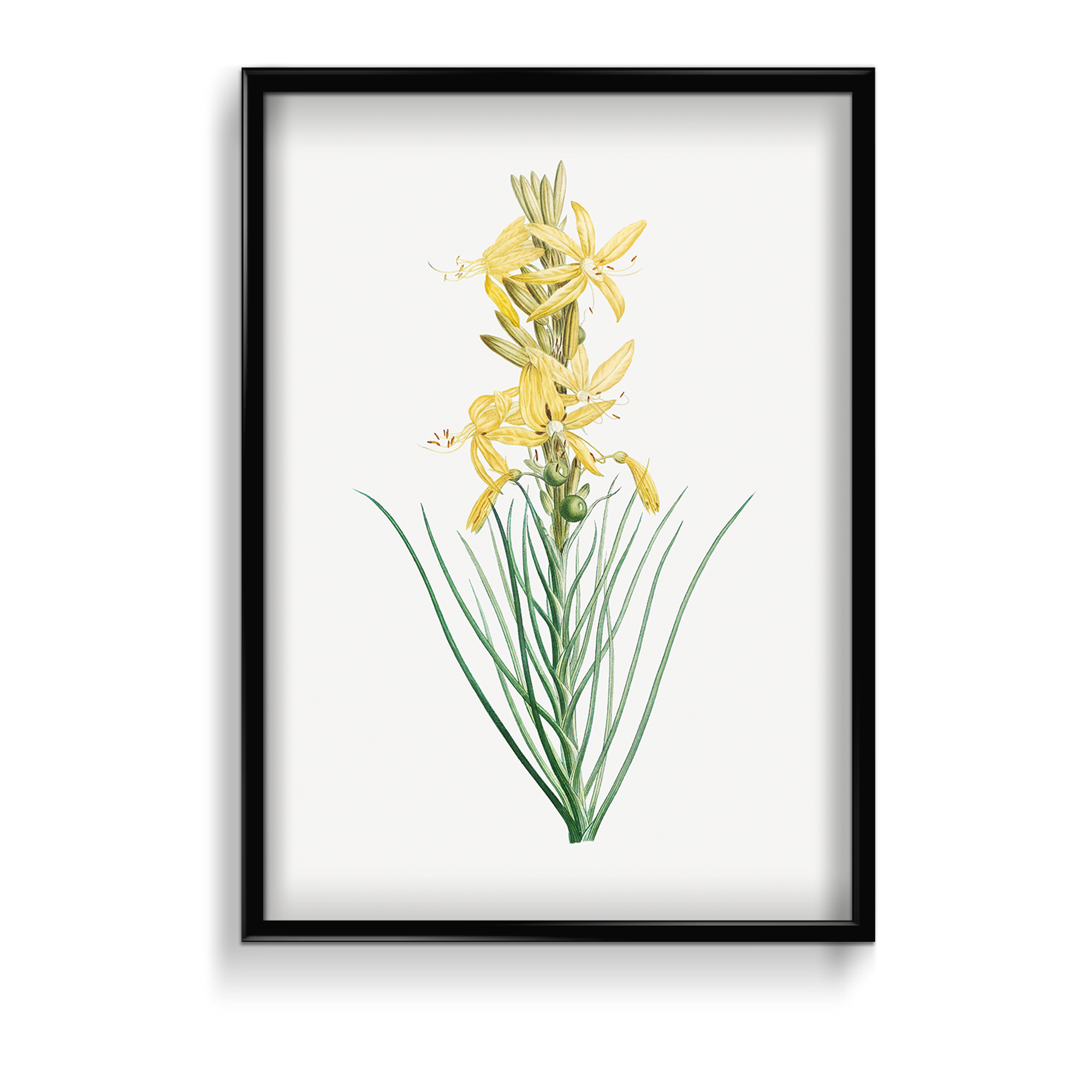 Mock Rosemary Botanical Wall Art
