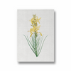 Mock Rosemary Botanical Wall Art - The Mortal Soul