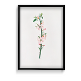 Blessed Nightshade Botanical Wall Art