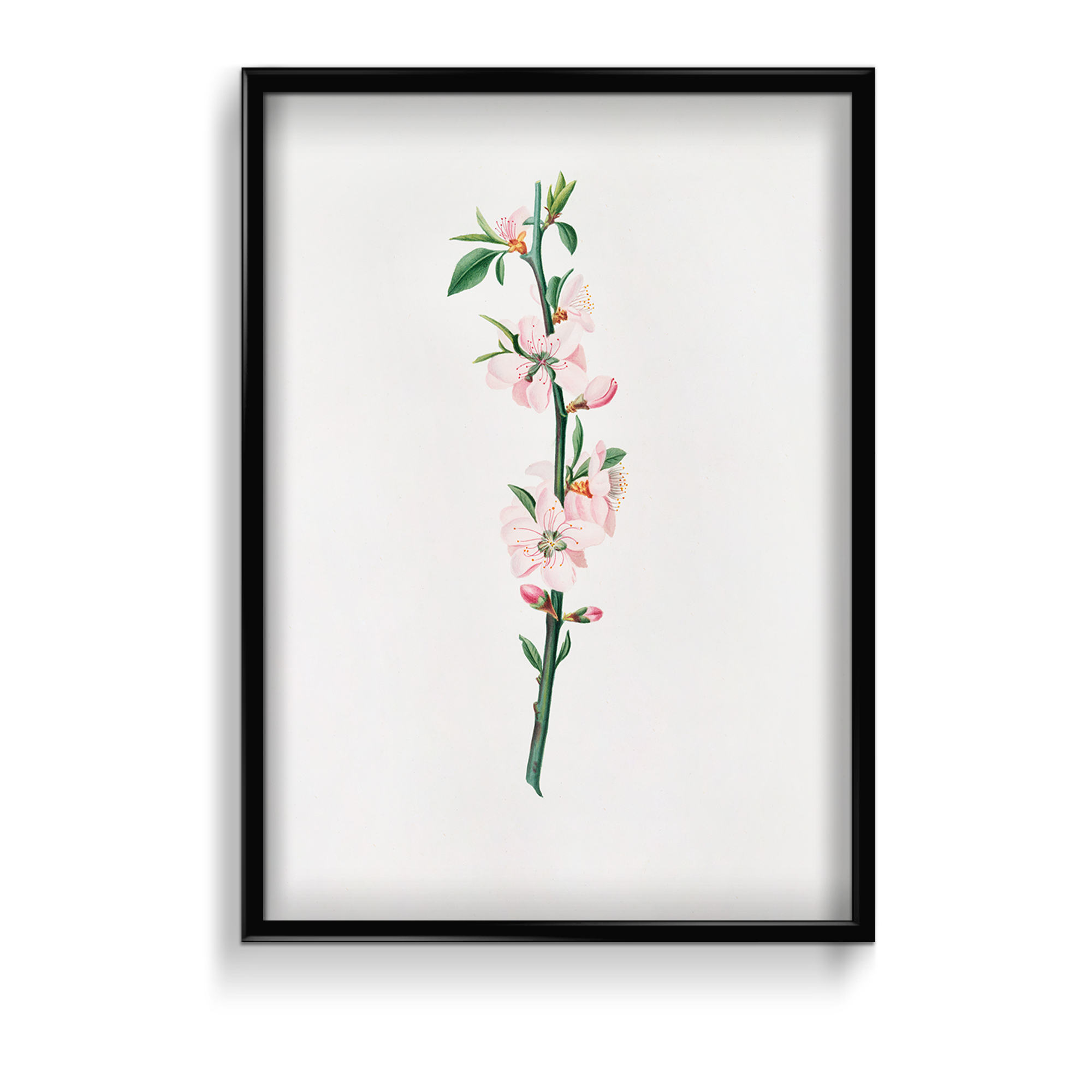 Blessed Nightshade Botanical Wall Art