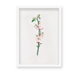 Blessed Nightshade Botanical Wall Art