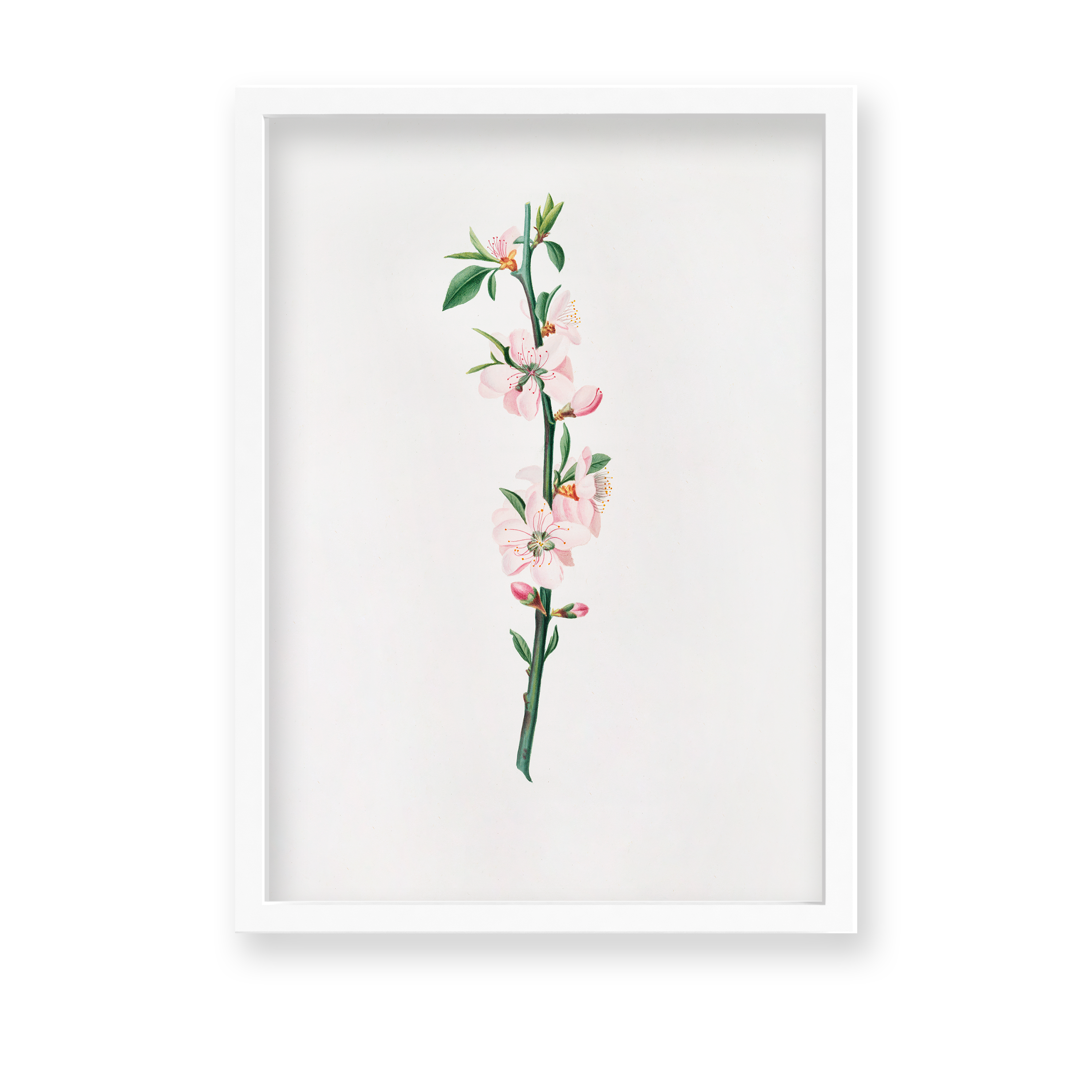 Blessed Nightshade Botanical Wall Art