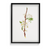 Mountain Ragweed Botanical Wall Art