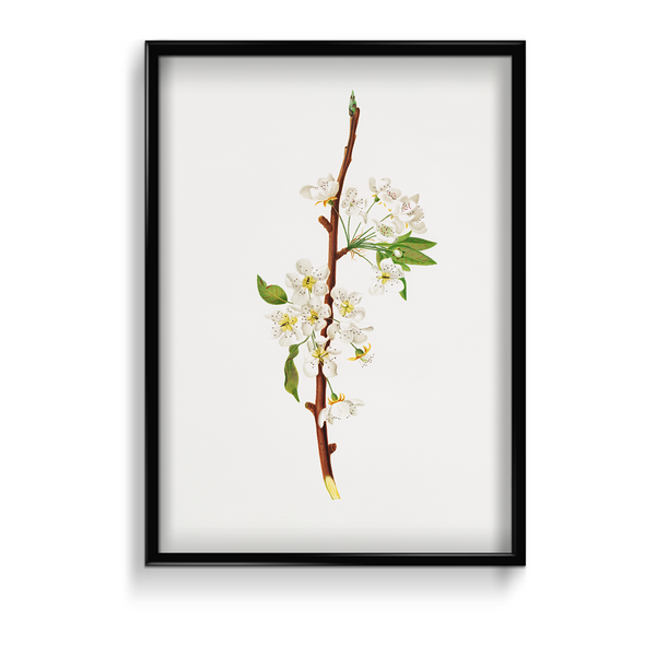 Mountain Ragweed Botanical Wall Art