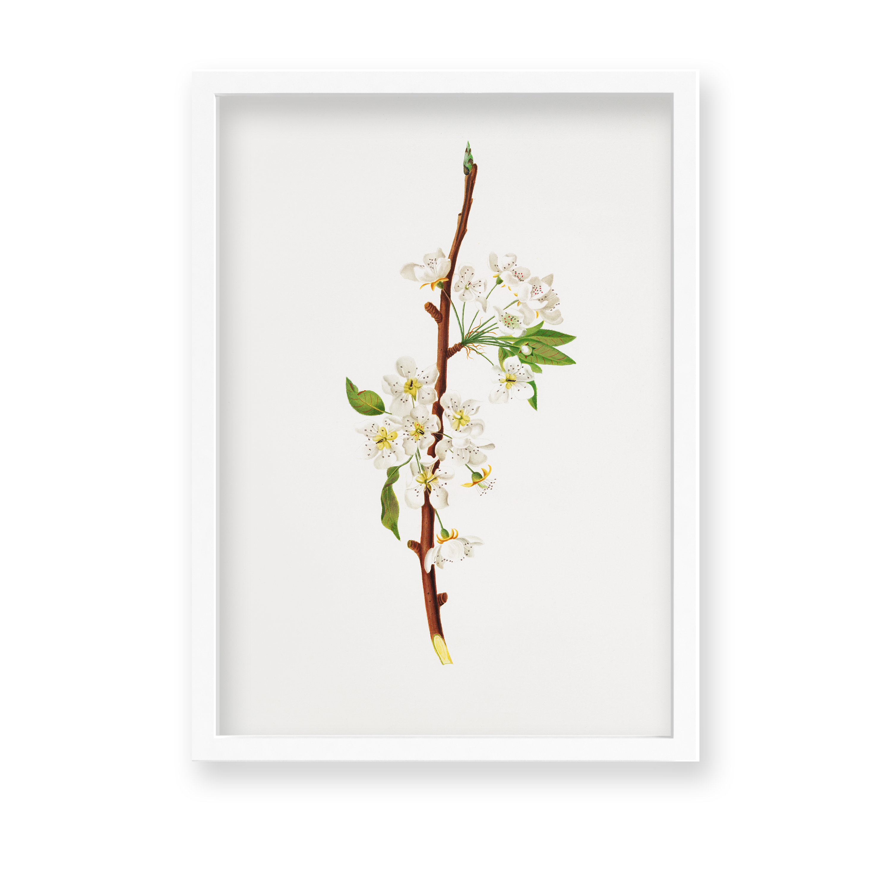 Mountain Ragweed Botanical Wall Art