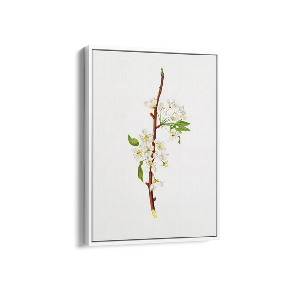 Mountain Ragweed Botanical Wall Art - The Mortal Soul
