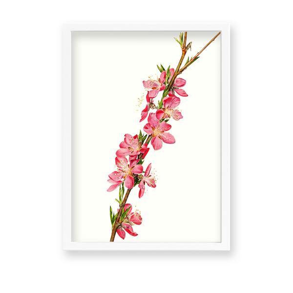 Lion Ambrosia Botanical Wall Art