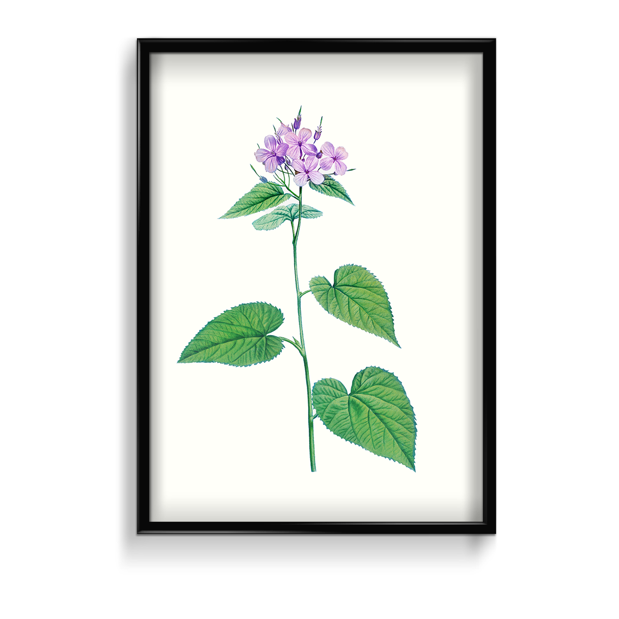 Canis Shadblow Botanical Wall Art