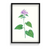 Canis Shadblow Botanical Wall Art