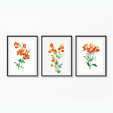 Set of 3 Botanical Modern Wall Art