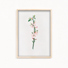 Blessed Nightshade Botanical Wall Art