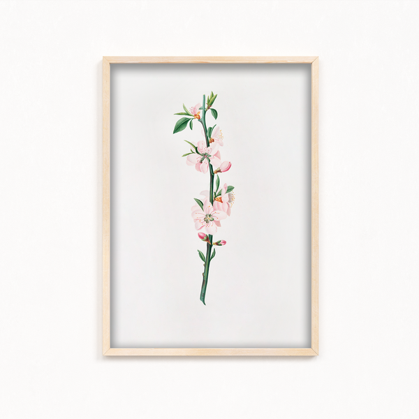 Blessed Nightshade Botanical Wall Art