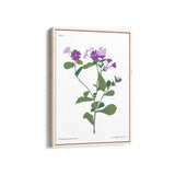 Flora in Detail Botanical Modern Wall Art