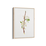 Mountain Ragweed Botanical Wall Art
