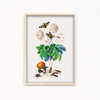 Chard Botanical Wall Art