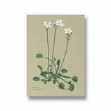 Fern Fables Botanical Modern Wall Art