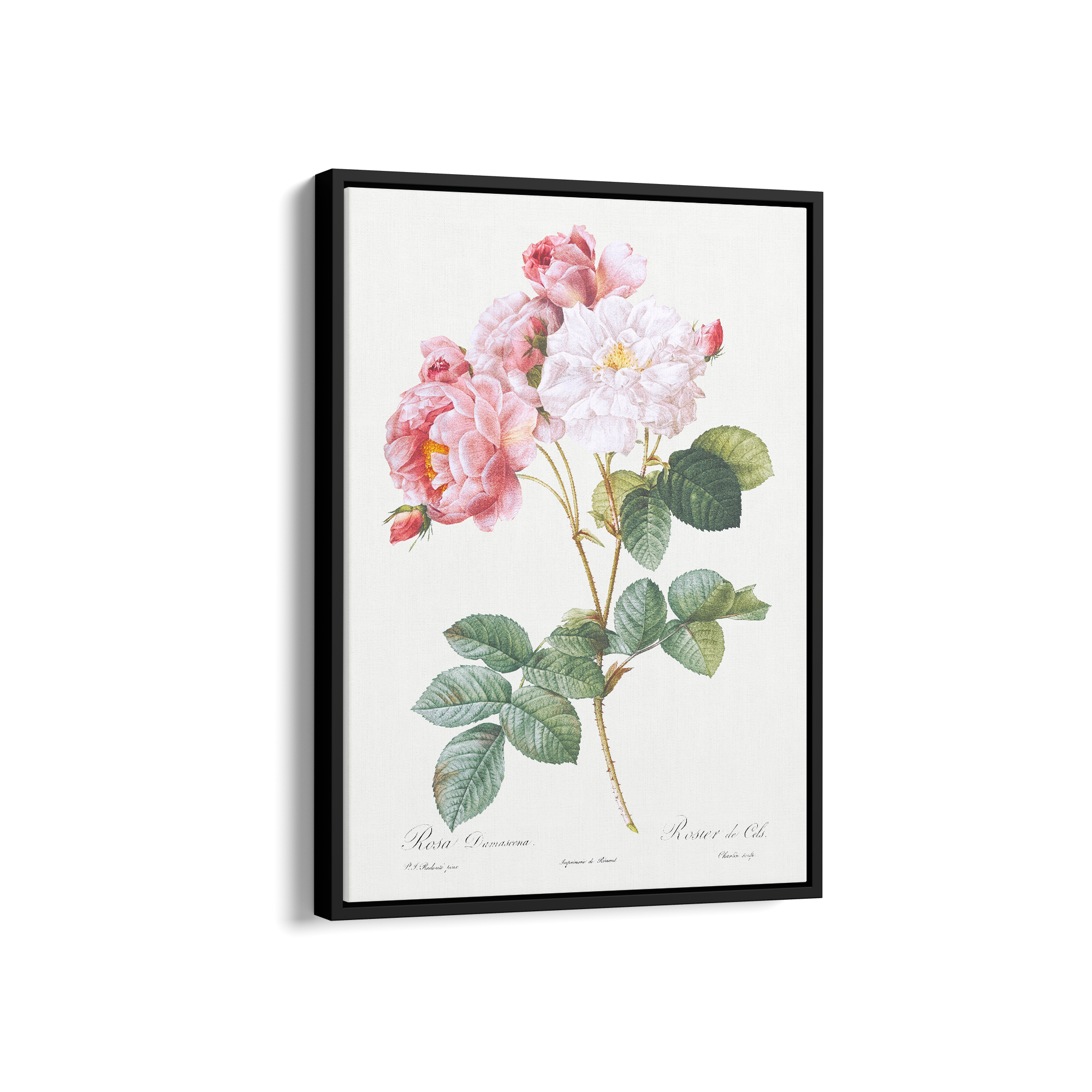 Rosebush (Rosa damascena) from Les Roses (1817–1824) by Pierre-Joseph Redouté Botanical Wall Art