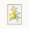 Rosa hemisphaerica, also known as Yellow Rose of Sulfur (Rosa sulfurea) from Les Roses (1817–1824) by Pierre-Joseph Redouté Botanical Wall Art