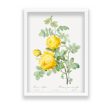 Rosa hemisphaerica, also known as Yellow Rose of Sulfur (Rosa sulfurea) from Les Roses (1817–1824) by Pierre-Joseph Redouté Botanical Wall Art