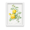 Rosa hemisphaerica, also known as Yellow Rose of Sulfur (Rosa sulfurea) from Les Roses (1817–1824) by Pierre-Joseph Redouté Botanical Wall Art