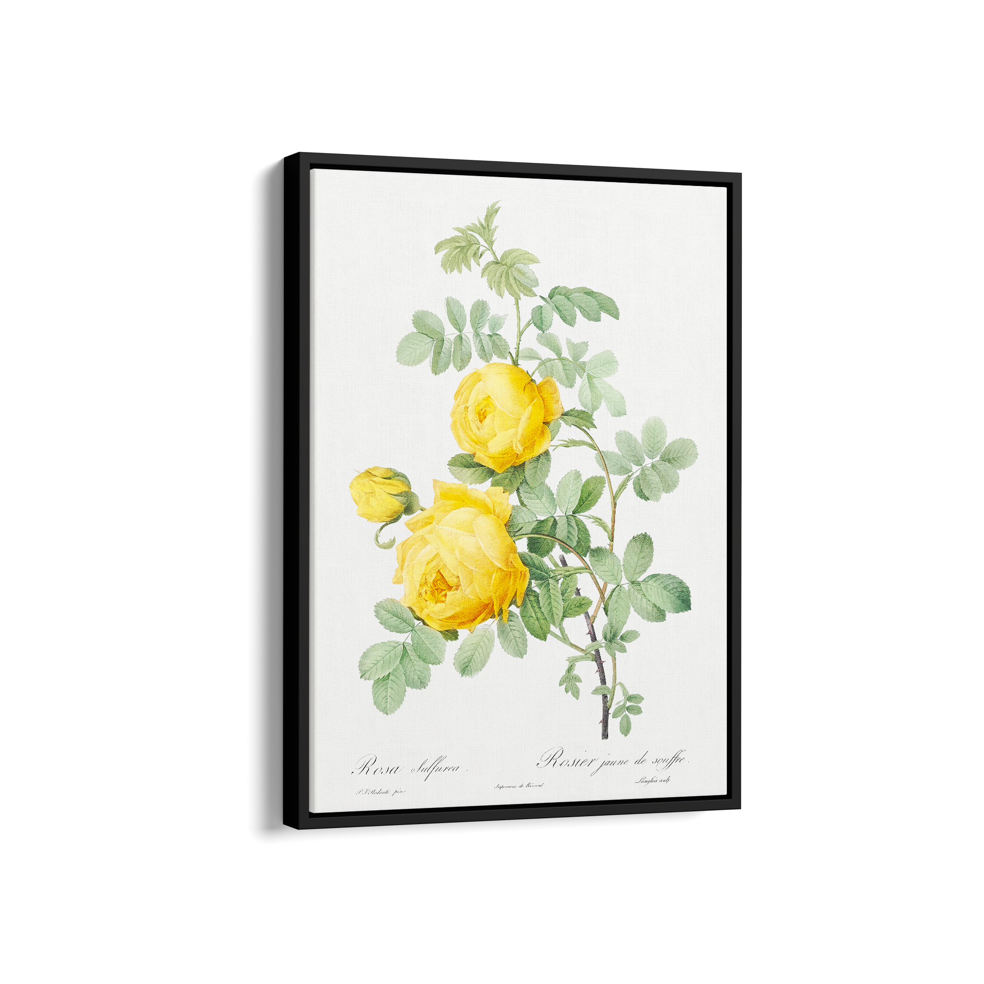 Rosa hemisphaerica, also known as Yellow Rose of Sulfur (Rosa sulfurea) from Les Roses (1817–1824) by Pierre-Joseph Redouté Botanical Wall Art