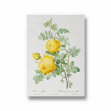 Rosa hemisphaerica, also known as Yellow Rose of Sulfur (Rosa sulfurea) from Les Roses (1817–1824) by Pierre-Joseph Redouté Botanical Wall Art
