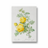 Rosa hemisphaerica, also known as Yellow Rose of Sulfur (Rosa sulfurea) from Les Roses (1817–1824) by Pierre-Joseph Redouté Botanical Wall Art