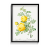 Rosa hemisphaerica, also known as Yellow Rose of Sulfur (Rosa sulfurea) from Les Roses (1817–1824) by Pierre-Joseph Redouté Botanical Wall Art