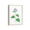 Canis Shadblow Botanical Wall Art