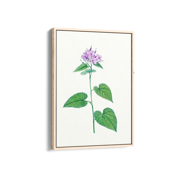 Canis Shadblow Botanical Wall Art