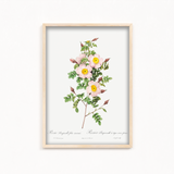 Rosa pimpinellifolia, also known as Burnet Rose (Rosa pimpinelli-folia inermis) from Les Roses (1817–1824) by Pierre-Joseph Redouté Botanical Wall Art