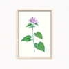 Canis Shadblow Botanical Wall Art