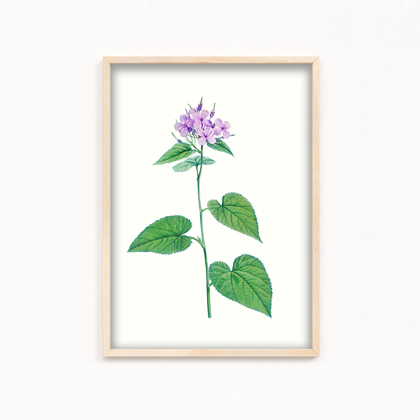 Canis Shadblow Botanical Wall Art