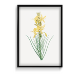 Mock Rosemary Botanical Wall Art