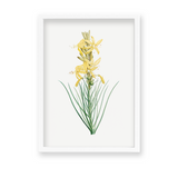 Mock Rosemary Botanical Wall Art