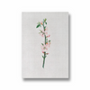 Blessed Nightshade Botanical Wall Art - The Mortal Soul