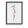 Blessed Nightshade Botanical Wall Art