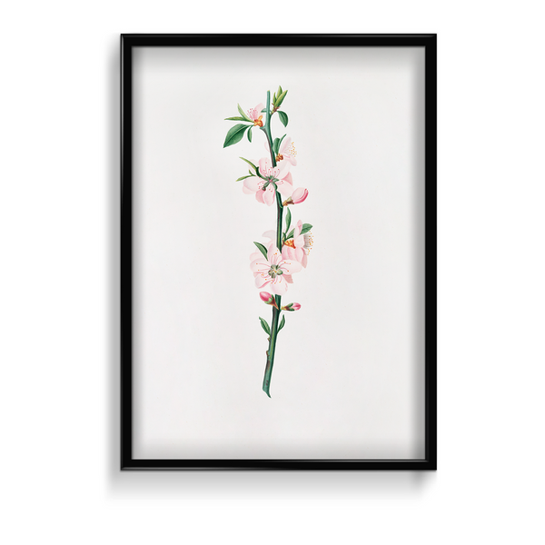 Blessed Nightshade Botanical Wall Art