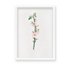 Blessed Nightshade Botanical Wall Art