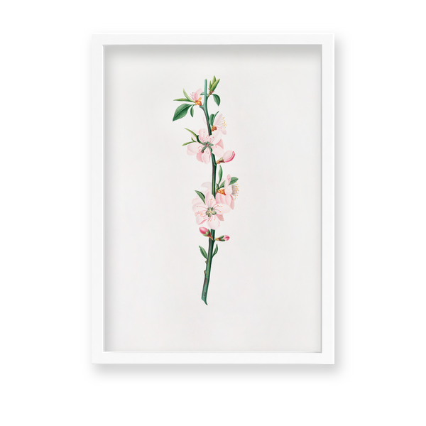 Blessed Nightshade Botanical Wall Art