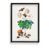 Chard Botanical Wall Art