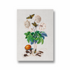 Chard Botanical Wall Art - The Mortal Soul