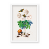 Chard Botanical Wall Art