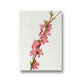 Lion Ambrosia Botanical Wall Art - The Mortal Soul