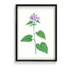 Canis Shadblow Botanical Wall Art