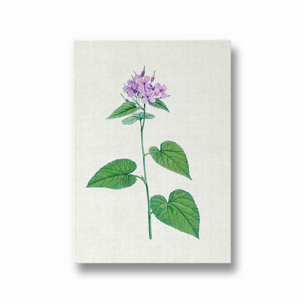 Canis Shadblow Botanical Wall Art - The Mortal Soul